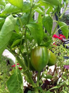 Mediterranean Diet Garden Image